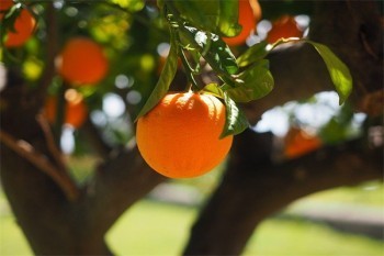 太平洋保險交了三年了能退多少錢