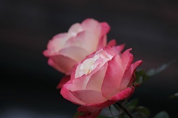 如意尊終身壽險(xiǎn)有什么用