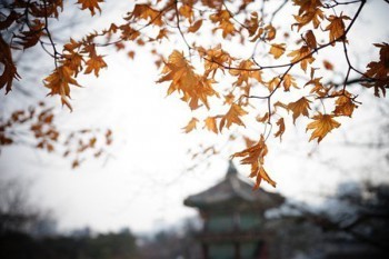平安退保險怎么退