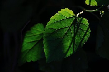 天津平安保險(xiǎn)退保去哪里