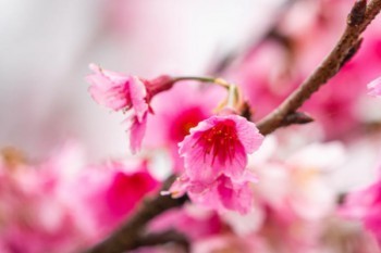 個人養(yǎng)老保險?可以補(bǔ)交嗎