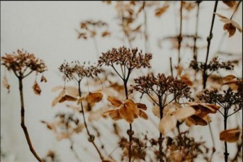 平安鑫利保險(xiǎn)退保怎么算？什么時(shí)候退保合適？