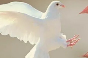 交了四年的重疾保險能退多少錢？多久能到賬？