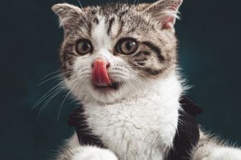 保險猶豫期內(nèi)退保麻煩嗎？能退多少錢？