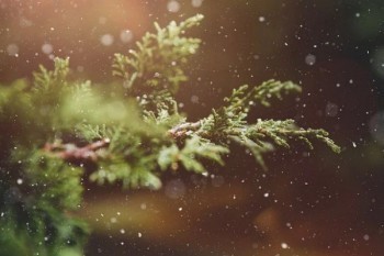 保險(xiǎn)交了四年能退多少錢