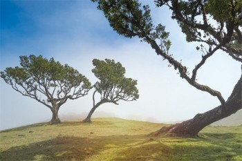 平安鑫利兩全保險(xiǎn)退保計(jì)算
