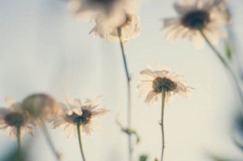 保險經(jīng)紀(jì)人與保險代理人的區(qū)別