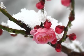 個人養(yǎng)老保險怎么交網(wǎng)上繳費(fèi)可以嗎？可以選擇哪些繳費(fèi)檔次？?