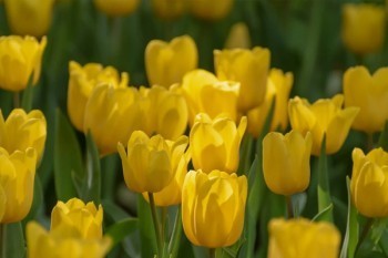 太平洋樂享百萬(wàn)醫(yī)療保險(xiǎn)怎么樣