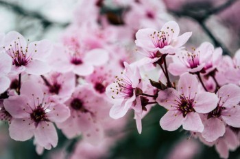 平安人身保險(xiǎn)中途可以退保嗎