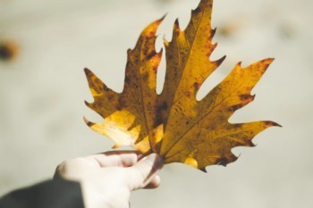 人壽分紅險(xiǎn)10年交嗎可以退本嗎