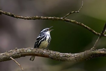 愛(ài)心人壽保險(xiǎn)公司靠譜么