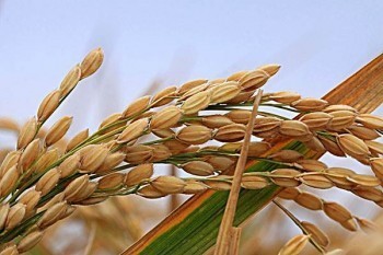 重慶醫(yī)保怎么網(wǎng)上繳費