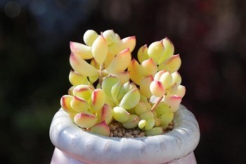 騰訊微保百萬醫(yī)療險(xiǎn)怎么樣