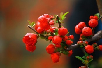 買(mǎi)百萬(wàn)醫(yī)療險(xiǎn)需要健康告知嗎