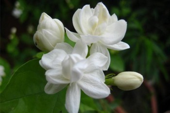 保險(xiǎn)合同終止還能退保嗎