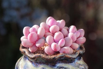國(guó)壽鑫禧寶年金保險(xiǎn)退保可拿回多少