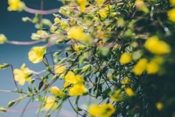 好醫(yī)保醫(yī)療險(xiǎn)怎么樣