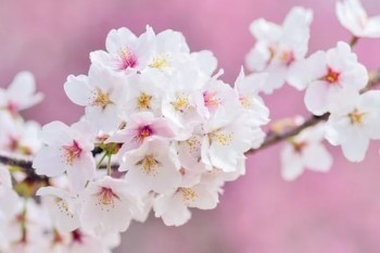 太平洋百萬(wàn)醫(yī)療險(xiǎn)靠譜嗎