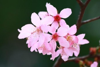 太平洋金佑人生分紅險(xiǎn)退保能退多少