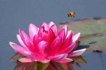 百萬醫(yī)療和惠民保能同時買嘛？區(qū)別是什么？