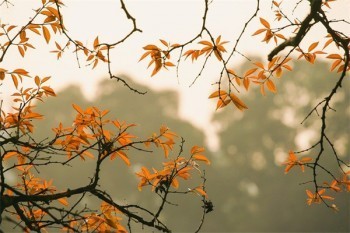 太平洋樂(lè)享百萬(wàn)保費(fèi)表！都保哪些？