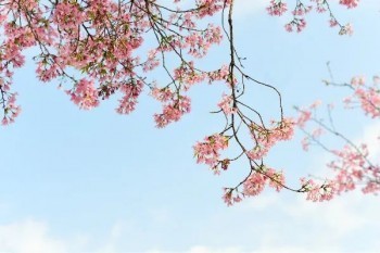 防癌險(xiǎn)退保能退多少？要不要退？?