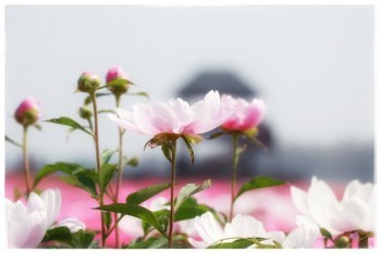 華安保險(xiǎn)在線退保怎么退？損失多少錢？