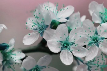中國平安鑫祥保險怎么退