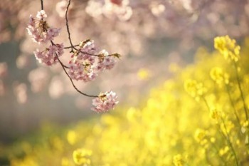 保險(xiǎn)退保損失多少錢(qián)？怎么降低損失？?