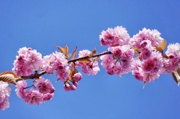 新華分紅險到期后能退回本金嗎