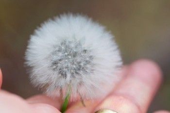 平安福2018退保能退多少錢