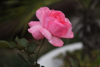 華夏保險(xiǎn)可以退保嗎?交了三年了