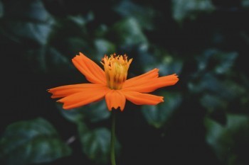 太平洋保險退保怎么退?按百分之多少退