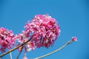 平安守護(hù)星退保能退回多少錢