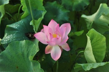 抽煙咳嗽可以買百萬醫(yī)療嗎