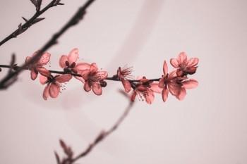 退保返錢不