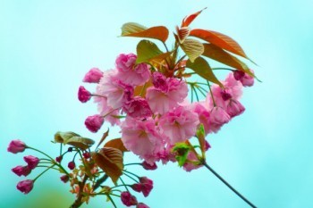 康悅百萬(wàn)醫(yī)療險(xiǎn)能保80歲嗎