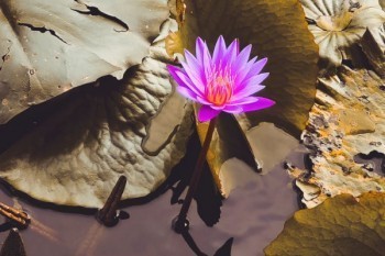 百萬(wàn)醫(yī)療健康告知內(nèi)容是什么