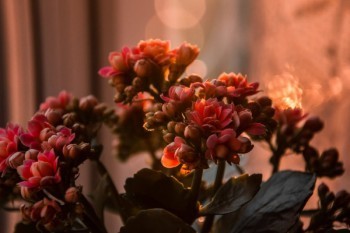 人壽康悅百萬(wàn)醫(yī)療c款價(jià)格表