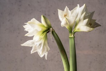 百萬醫(yī)療保險(xiǎn)回本嗎