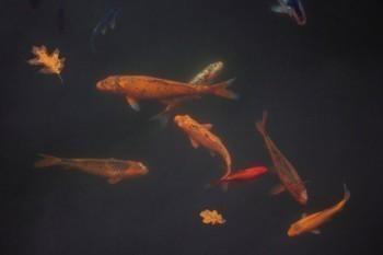 太平保險中途退保能返多少