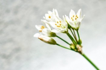 人壽保險保醫(yī)療報銷多少