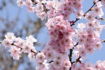 華安保險全意保如何退保