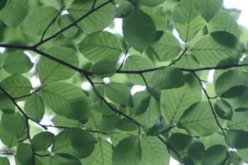 天安保險一年沒有交費可以退保嗎