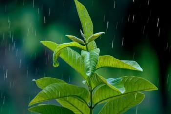 百萬醫(yī)療險排除地中海貧血及并發(fā)癥