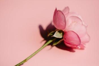 保險(xiǎn)退保退的是保單的現(xiàn)金價(jià)值嗎