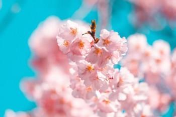 新華人壽保險(xiǎn)單查詢