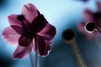 華夏年金險(xiǎn)交兩年退保大概退多少