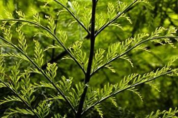 分紅保險退保能退多少錢